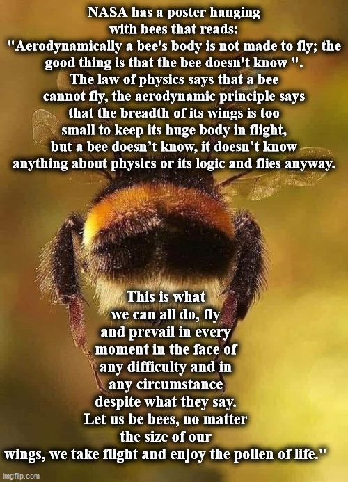 s | NASA has a poster hanging with bees that reads:
"Aerodynamically a bee's body is not made to fly; the good thing is that the bee doesn't know ".
The law of physics says that a bee cannot fly, the aerodynamic principle says that the breadth of its wings is too small to keep its huge body in flight, but a bee doesn’t know, it doesn’t know anything about physics or its logic and flies anyway. This is what we can all do, fly and prevail in every moment in the face of any difficulty and in any circumstance despite what they say.
Let us be bees, no matter the size of our wings, we take flight and enjoy the pollen of life." | image tagged in s | made w/ Imgflip meme maker
