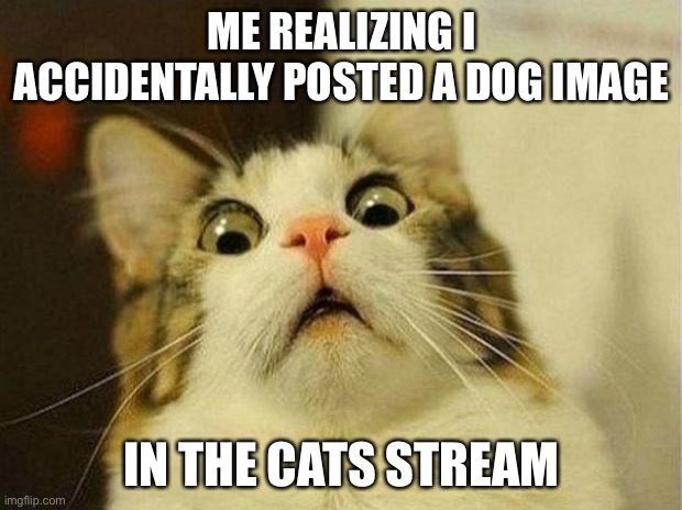 Oof | ME REALIZING I ACCIDENTALLY POSTED A DOG IMAGE; IN THE CATS STREAM | image tagged in memes,scared cat | made w/ Imgflip meme maker