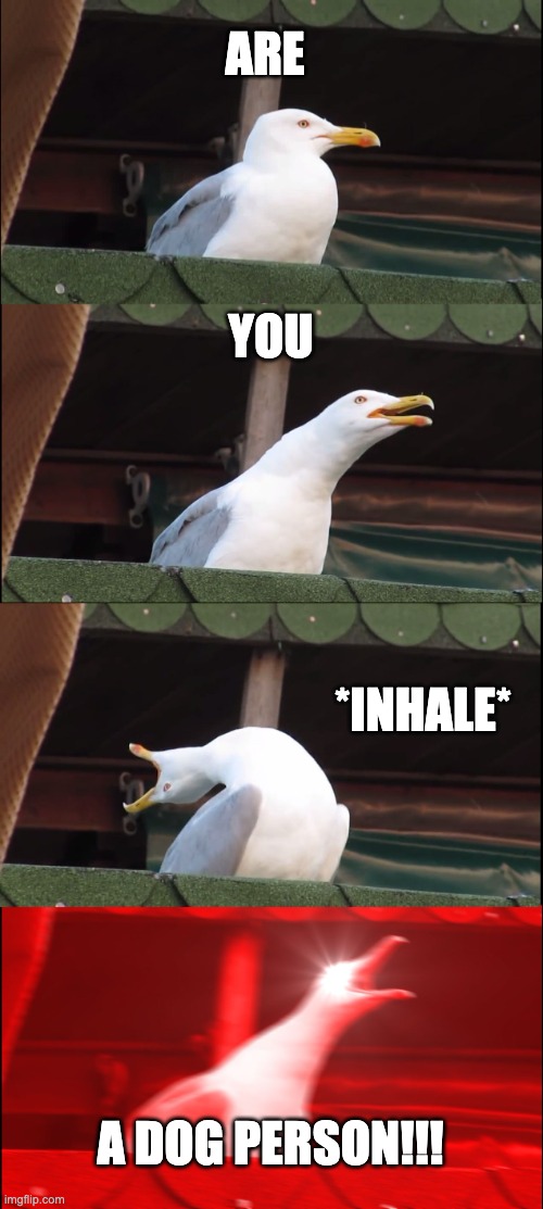 Inhaling Seagull Meme | ARE; YOU; *INHALE*; A DOG PERSON!!! | image tagged in memes,inhaling seagull | made w/ Imgflip meme maker