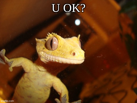 U OK? | image tagged in gecko stare | made w/ Imgflip meme maker