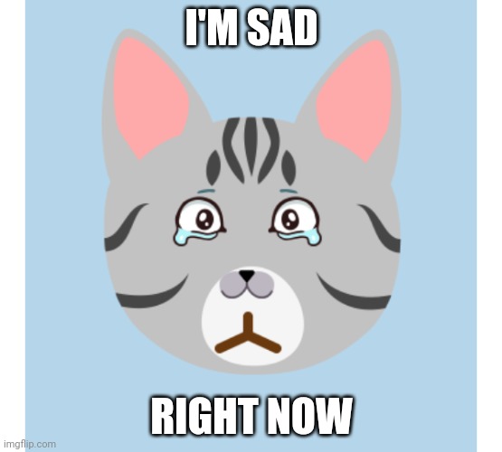 sad cat | I'M SAD; RIGHT NOW | image tagged in cats | made w/ Imgflip meme maker