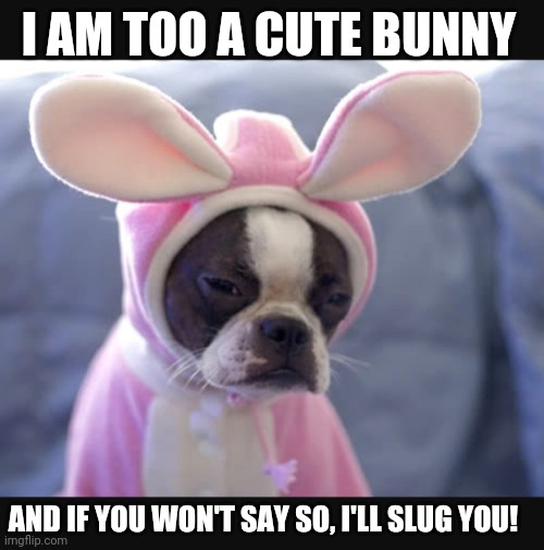 I AM TOO A CUTE BUNNY; AND IF YOU WON'T SAY SO, I'LL SLUG YOU! | image tagged in bunnies,good question | made w/ Imgflip meme maker