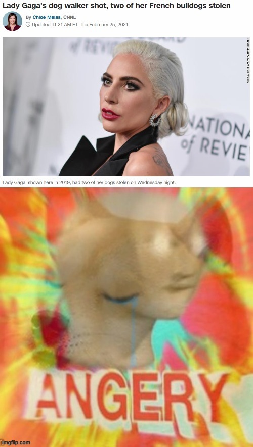 so many emotions rn | image tagged in lady gaga,dog,dogs,french bulldog,shot,angery | made w/ Imgflip meme maker