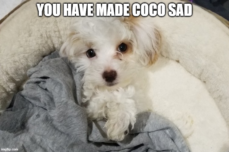 YOU HAVE MADE COCO SAD | made w/ Imgflip meme maker