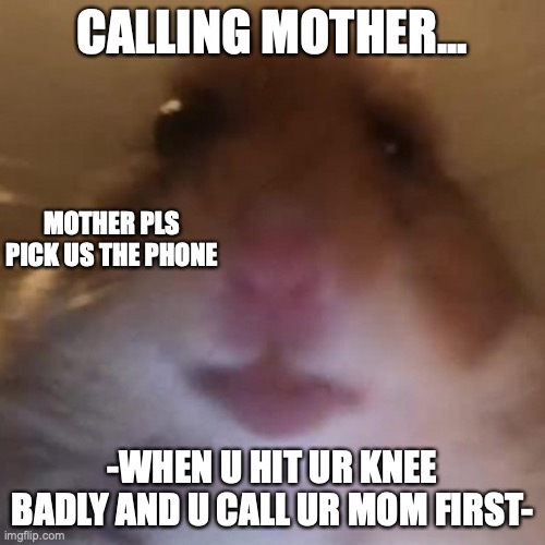 i made this from bored ness lol | CALLING MOTHER... MOTHER PLS PICK US THE PHONE; -WHEN U HIT UR KNEE BADLY AND U CALL UR MOM FIRST- | image tagged in staring hamster | made w/ Imgflip meme maker
