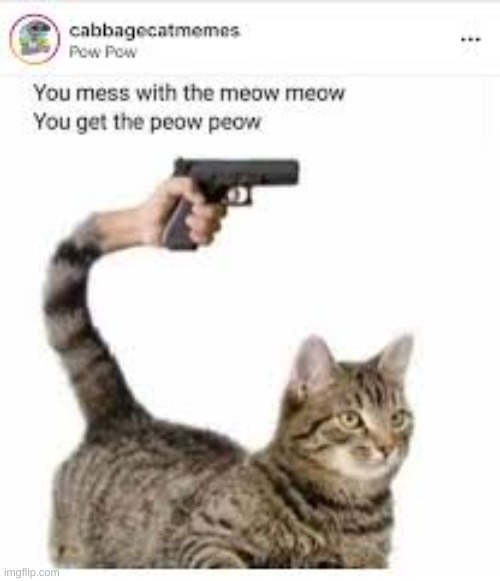 N.E.W.S:new breed of cat..and a gun.. | image tagged in cat | made w/ Imgflip meme maker