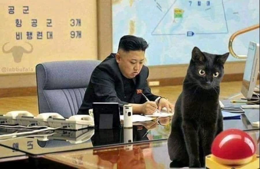Kim-cat Blank Meme Template