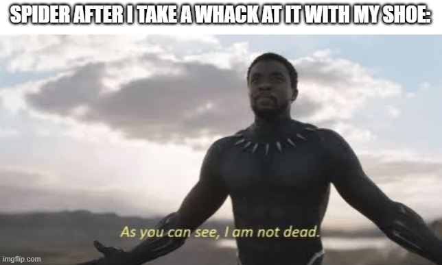 As you can see, i am not dead | SPIDER AFTER I TAKE A WHACK AT IT WITH MY SHOE: | image tagged in as you can see i am not dead,black panther,spider | made w/ Imgflip meme maker