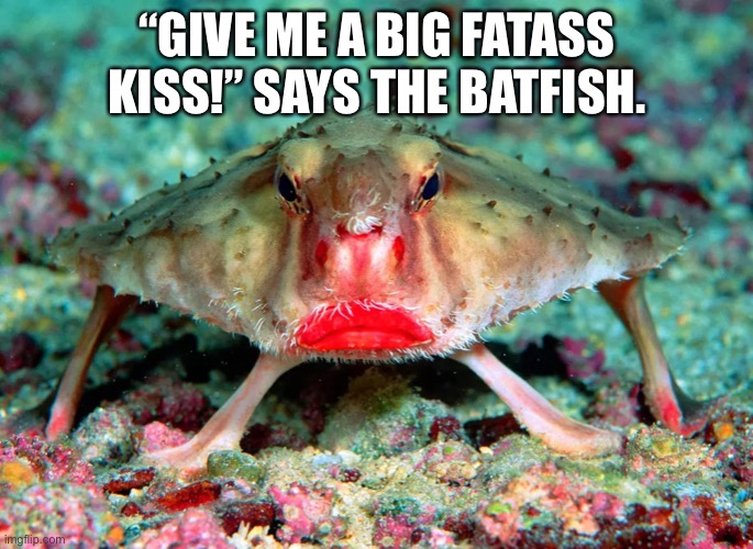 “GIVE ME A BIG FATASS KISS!” SAYS THE BATFISH. | made w/ Imgflip meme maker