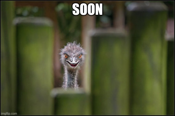 Soon Ostrich | SOON | image tagged in soon ostrich | made w/ Imgflip meme maker