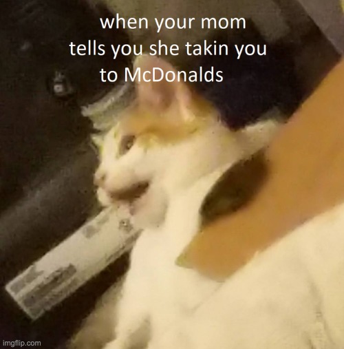 WE ARE GOIN' TO MCDONALDS!!! | image tagged in memes,funny,pandaboyplaysyt,cats,animals,mcdonalds | made w/ Imgflip meme maker