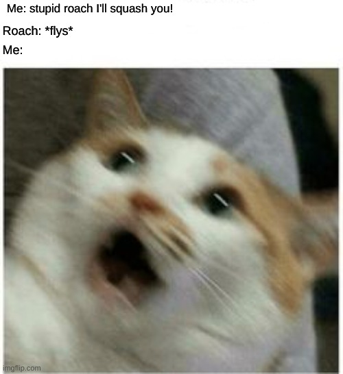 oh so um... so that happened | Me: stupid roach I'll squash you! Roach: *flys*; Me: | image tagged in memes,cat,fly,uh oh | made w/ Imgflip meme maker