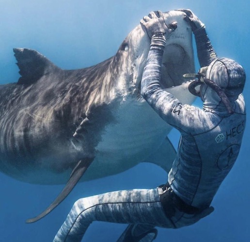 Shark Whisperer | image tagged in awesome,pics,photography | made w/ Imgflip meme maker