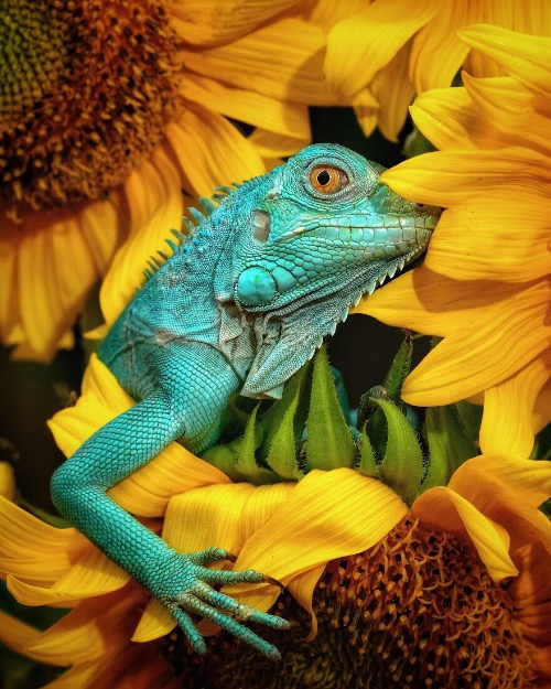 Iguana | image tagged in awesome,pics,photography | made w/ Imgflip meme maker