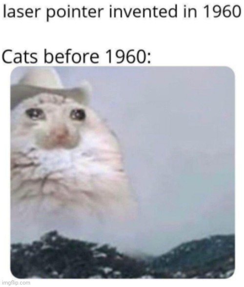 They must have been very sad | image tagged in memes,cats,sad cat | made w/ Imgflip meme maker