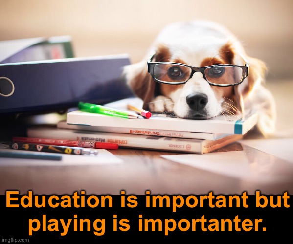 All Work and No Play Makes Jack a Dull Boy | Education is important but
playing is importanter. | image tagged in funny dog memes,playing | made w/ Imgflip meme maker