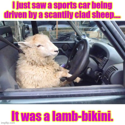 lamb-bikini. | I just saw a sports car being driven by a scantily clad sheep.... It was a lamb-bikini. | image tagged in funny | made w/ Imgflip meme maker