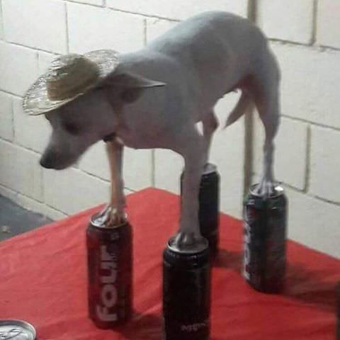 High Quality Dog Standing on Aluminum Cans Blank Meme Template