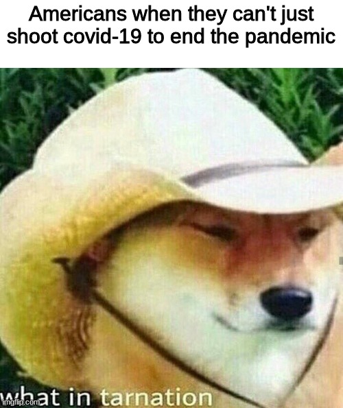 AMERICA | Americans when they can't just shoot covid-19 to end the pandemic | image tagged in what in tarnation dog,funny memes,memes | made w/ Imgflip meme maker
