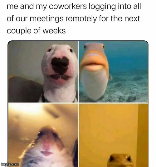 coworkers on zooms be like | image tagged in meeting zoom,zoom | made w/ Imgflip meme maker