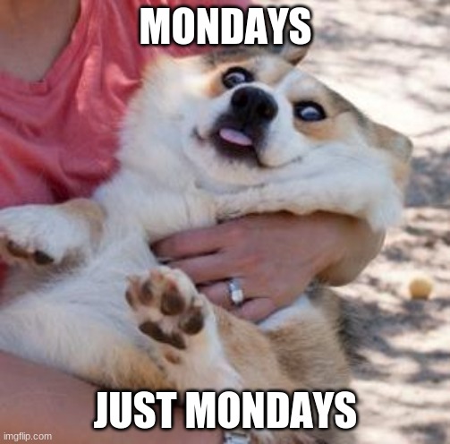Corgi Monday By kevin | MONDAYS; JUST MONDAYS | image tagged in corgi monday by kevin | made w/ Imgflip meme maker
