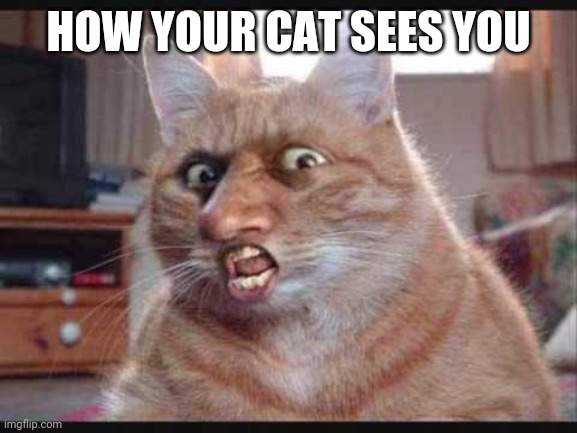 Furry | HOW YOUR CAT SEES YOU | image tagged in furry,cat,cats,yuck,animals,funny animals | made w/ Imgflip meme maker