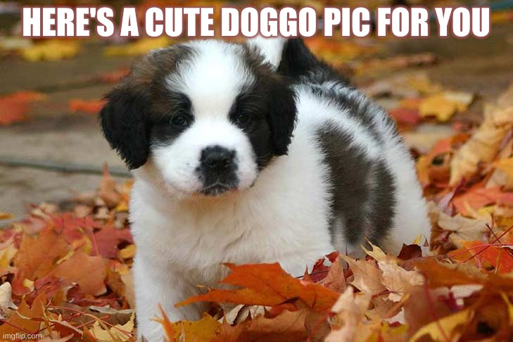 this is my doggo | HERE'S A CUTE DOGGO PIC FOR YOU | image tagged in oc | made w/ Imgflip meme maker