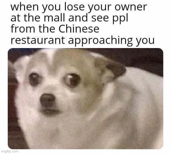 run for dear life little doggie | image tagged in dogs,chinese,memes,funny,dark humor | made w/ Imgflip meme maker