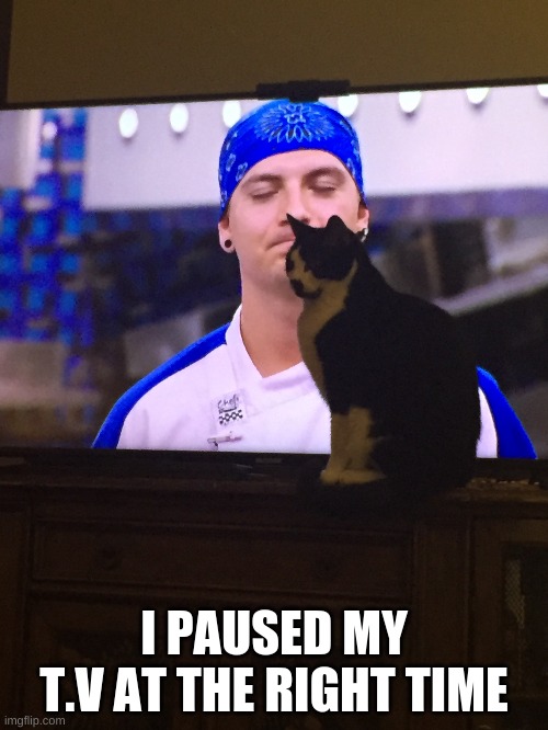 I PAUSED MY T.V AT THE RIGHT TIME | image tagged in funny cats | made w/ Imgflip meme maker
