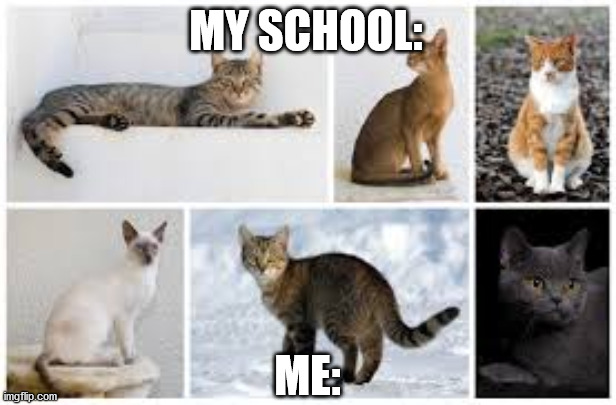 Cats | MY SCHOOL:; ME: | image tagged in cats | made w/ Imgflip meme maker