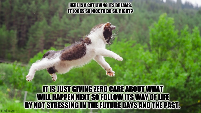 Flying Cat | HERE IS A CAT LIVING ITS DREAMS.
IT LOOKS SO NICE TO DO SO, RIGHT? IT IS JUST GIVING ZERO CARE ABOUT WHAT WILL HAPPEN NEXT SO FOLLOW ITS WAY OF LIFE BY NOT STRESSING IN THE FUTURE DAYS AND THE PAST. | image tagged in memes,fear and loathing cat,flying | made w/ Imgflip meme maker
