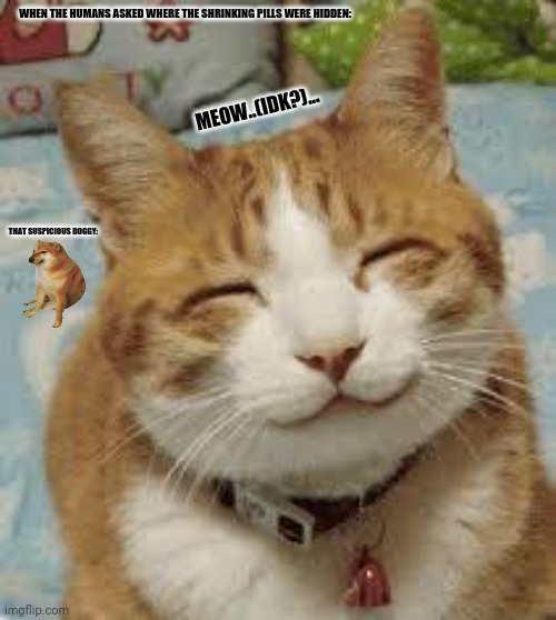 Happy cat | WHEN THE HUMANS ASKED WHERE THE SHRINKING PILLS WERE HIDDEN:; MEOW..(IDK?)... THAT SUSPICIOUS DOGGY: | image tagged in memes,woman yelling at cat,doggy | made w/ Imgflip meme maker