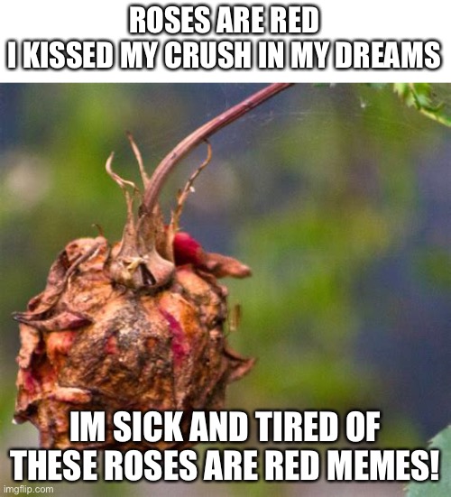 Really. It’s overused. | ROSES ARE RED
I KISSED MY CRUSH IN MY DREAMS; IM SICK AND TIRED OF THESE ROSES ARE RED MEMES! | image tagged in memes,funny,roses are red | made w/ Imgflip meme maker