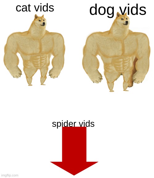 true | cat vids; dog vids; spider vids | image tagged in memes,buff doge vs cheems,cats | made w/ Imgflip meme maker