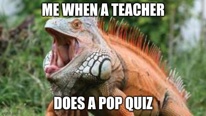 ME WHEN A TEACHER; DOES A POP QUIZ | image tagged in school sucks | made w/ Imgflip meme maker