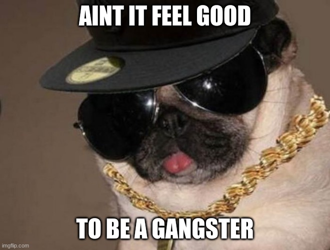 Gangster Pug | AINT IT FEEL GOOD TO BE A GANGSTER | image tagged in gangster pug | made w/ Imgflip meme maker