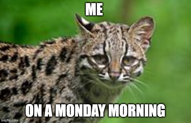litteraly true | ME; ON A MONDAY MORNING | image tagged in memes | made w/ Imgflip meme maker