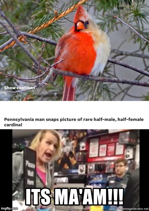 Cardinal "It's Ma'am" | image tagged in rare cardinal,male,female,it's ma'am | made w/ Imgflip meme maker