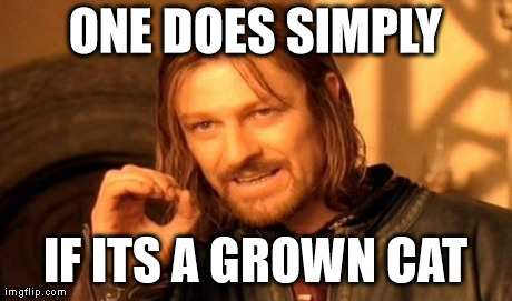 One Does Not Simply Meme | ONE DOES SIMPLY IF ITS A GROWN CAT | image tagged in memes,one does not simply | made w/ Imgflip meme maker