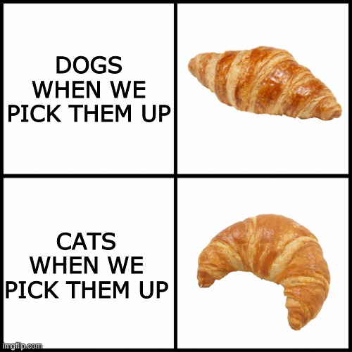 blank drake format | DOGS WHEN WE PICK THEM UP; CATS WHEN WE PICK THEM UP | image tagged in blank drake format,pets,dogs,cats,croissant | made w/ Imgflip meme maker