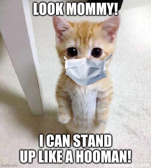 dis cute or wat? | LOOK MOMMY! I CAN STAND UP LIKE A HOOMAN! | image tagged in memes,cute cat | made w/ Imgflip meme maker