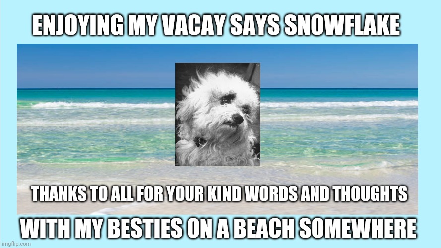 Snowflake Thanks You For Your Concern | ENJOYING MY VACAY SAYS SNOWFLAKE; THANKS TO ALL FOR YOUR KIND WORDS AND THOUGHTS; WITH MY BESTIES ON A BEACH SOMEWHERE | image tagged in fun,dogs,snowflake,ted cruz,texas,senate | made w/ Imgflip meme maker