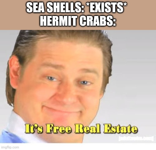 It's Free Real Estate | SEA SHELLS: *EXISTS* 
HERMIT CRABS: | image tagged in it's free real estate | made w/ Imgflip meme maker