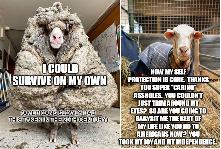 Sheep sheared and made a wuss | NOW MY SELF PROTECTION IS GONE.  THANKS YOU SUPER "CARING" ASSHOLES.  YOU COULDN'T JUST TRIM AROUND MY EYES?  SO ARE YOU GOING TO BABYSIT ME THE REST OF MY LIFE LIKE YOU DO TO AMERICANS NOW?  YOU TOOK MY JOY AND MY INDEPENDENCE. I COULD SURVIVE ON MY OWN; (AMERICANS SLOWLY HAD THIS TAKEN IN THE 20TH CENTURY) | image tagged in sheep sheared and turned into a wuss,soyboy,weak | made w/ Imgflip meme maker