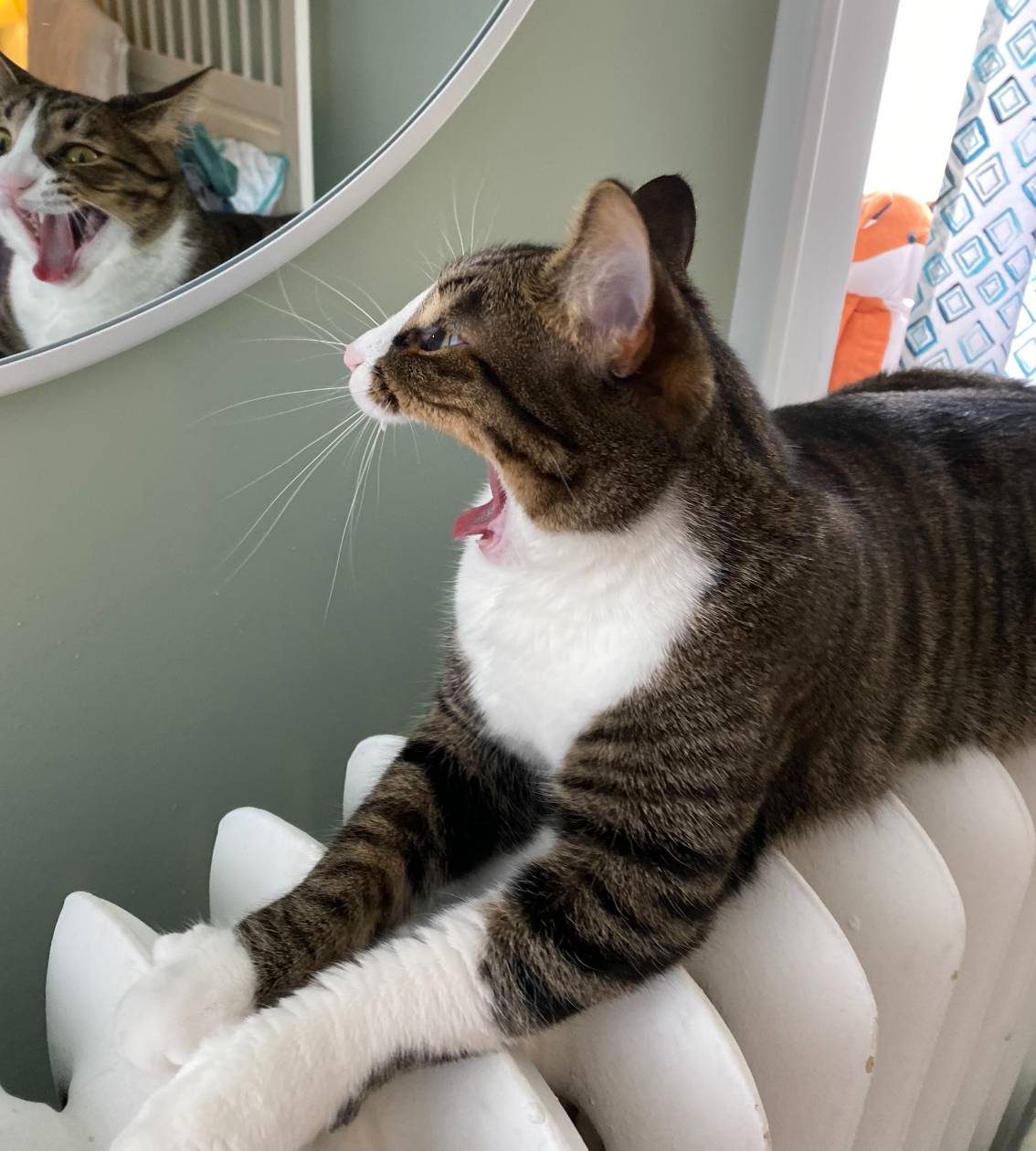 Cat Screaming at Mirror Blank Meme Template