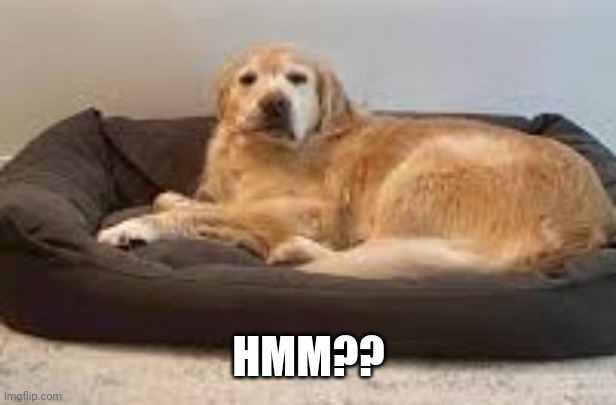 Sleepy doggo | HMM?? | image tagged in sleepy doggo | made w/ Imgflip meme maker