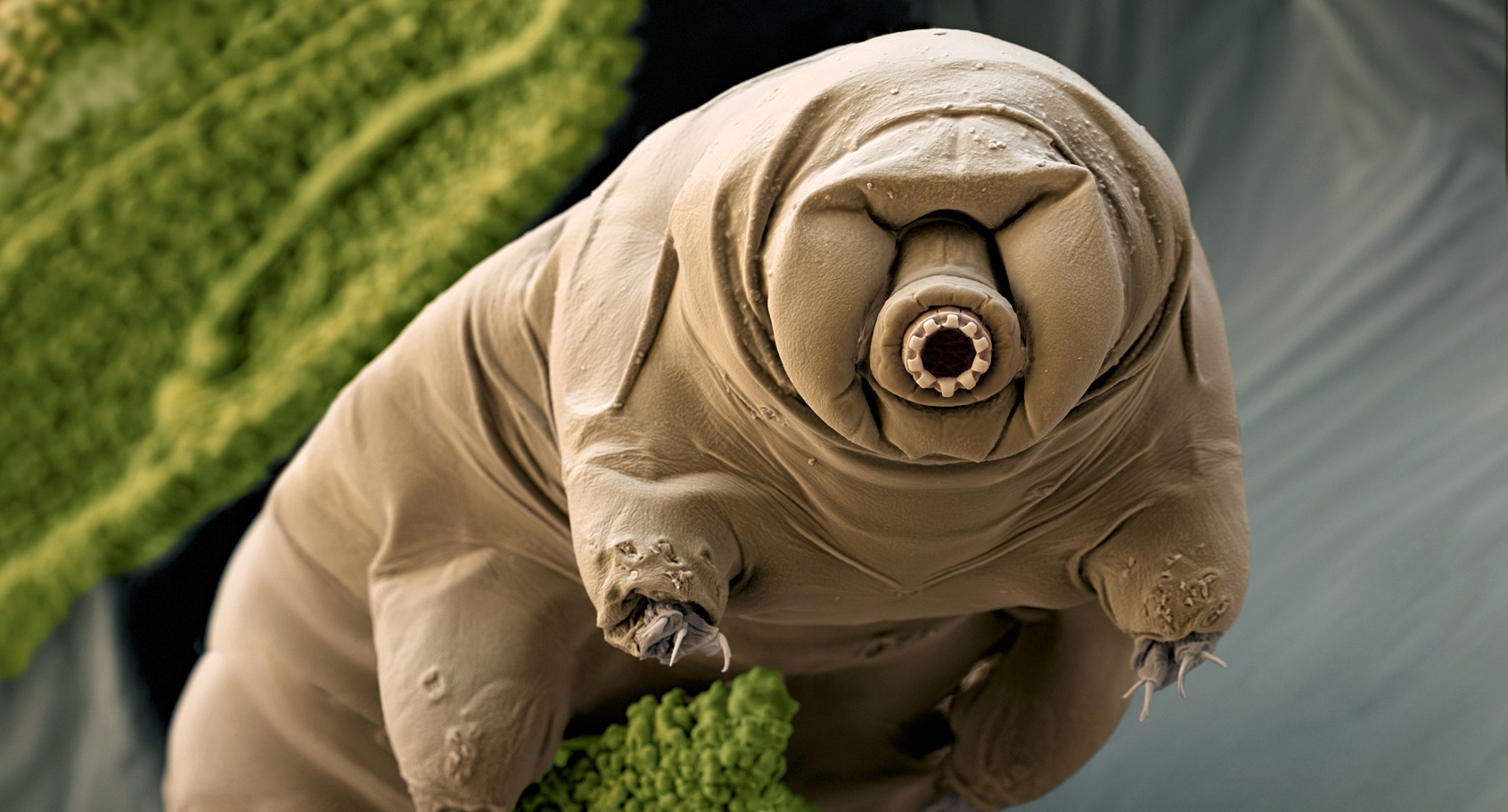 tardigrades Blank Meme Template