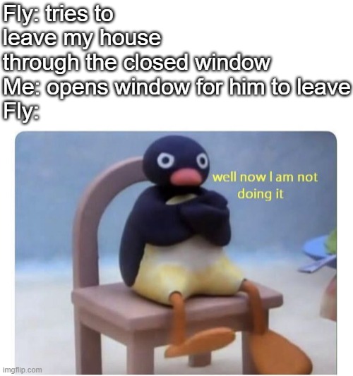 this aggravates the shit out of me | Fly: tries to leave my house through the closed window
Me: opens window for him to leave
Fly: | image tagged in well now i am not doing it,memes | made w/ Imgflip meme maker