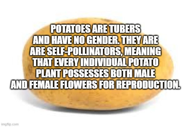 Potatoes have No Gender | POTATOES ARE TUBERS AND HAVE NO GENDER. THEY ARE ARE SELF-POLLINATORS, MEANING THAT EVERY INDIVIDUAL POTATO PLANT POSSESSES BOTH MALE AND FEMALE FLOWERS FOR REPRODUCTION. | image tagged in potato,mr potatohead,this is awkward | made w/ Imgflip meme maker