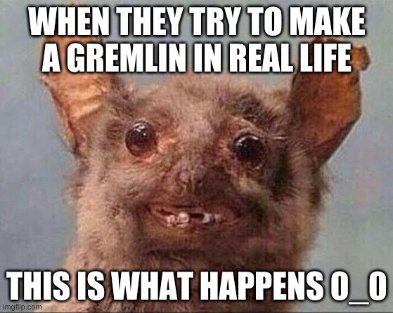 WHEN THEY TRY TO MAKE A GREMLIN IN REAL LIFE; THIS IS WHAT HAPPENS 0_0 | image tagged in gremlin | made w/ Imgflip meme maker
